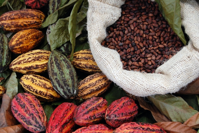 Cacao pods and beans