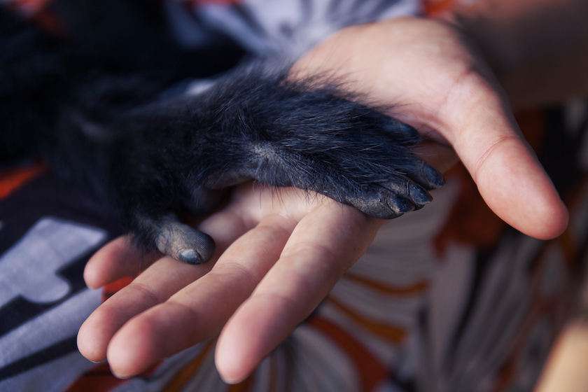 A monkey and a human hand together