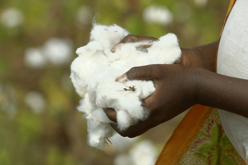 hands holding raw cotton