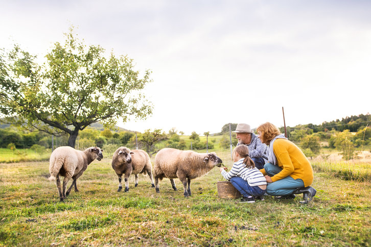 A green field with some sheep and a family