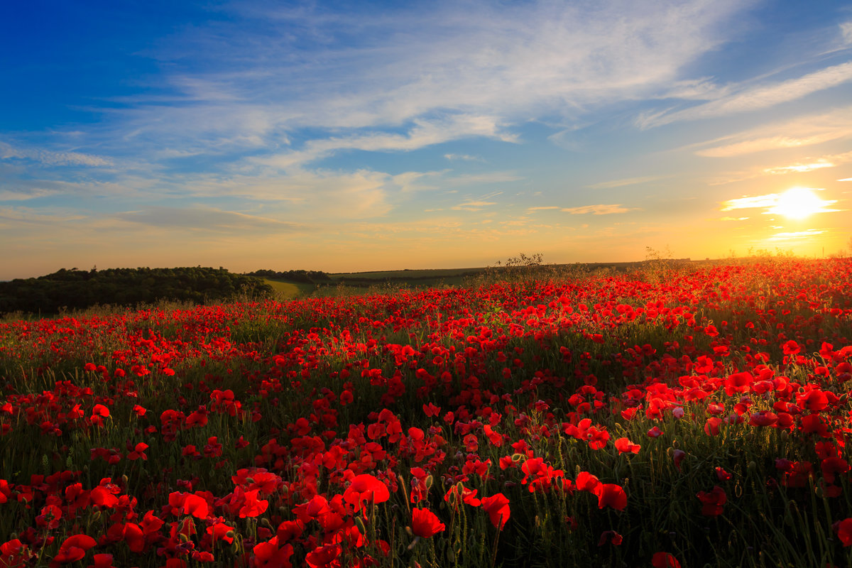 A field full of wildflowers