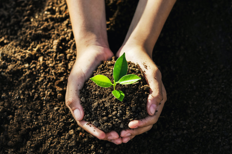 Cupped hands holding young plant surrounded by earth