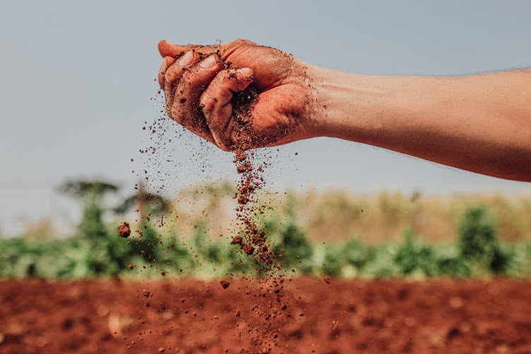 Hand full of soil