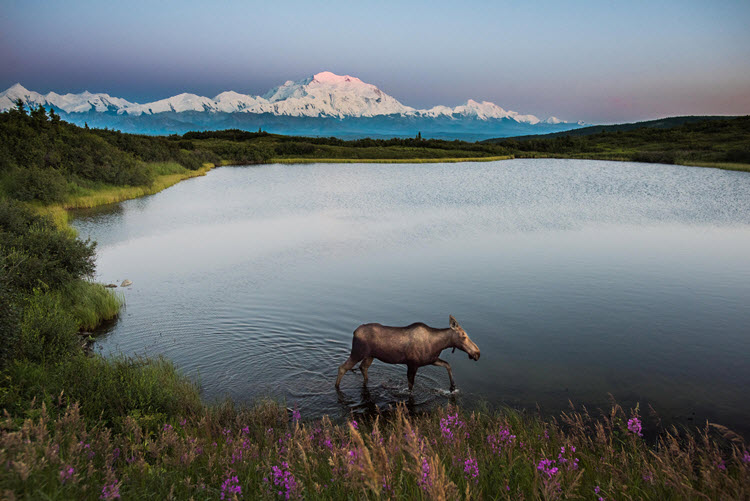 Mountain lake with a horse