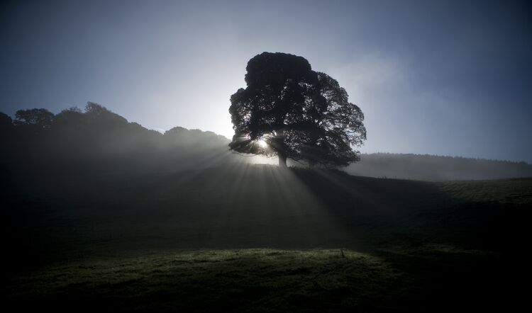 Photo of sun rising behind a tree